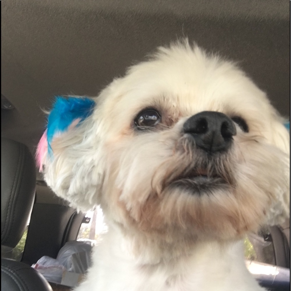 Meet your Posher, Terri